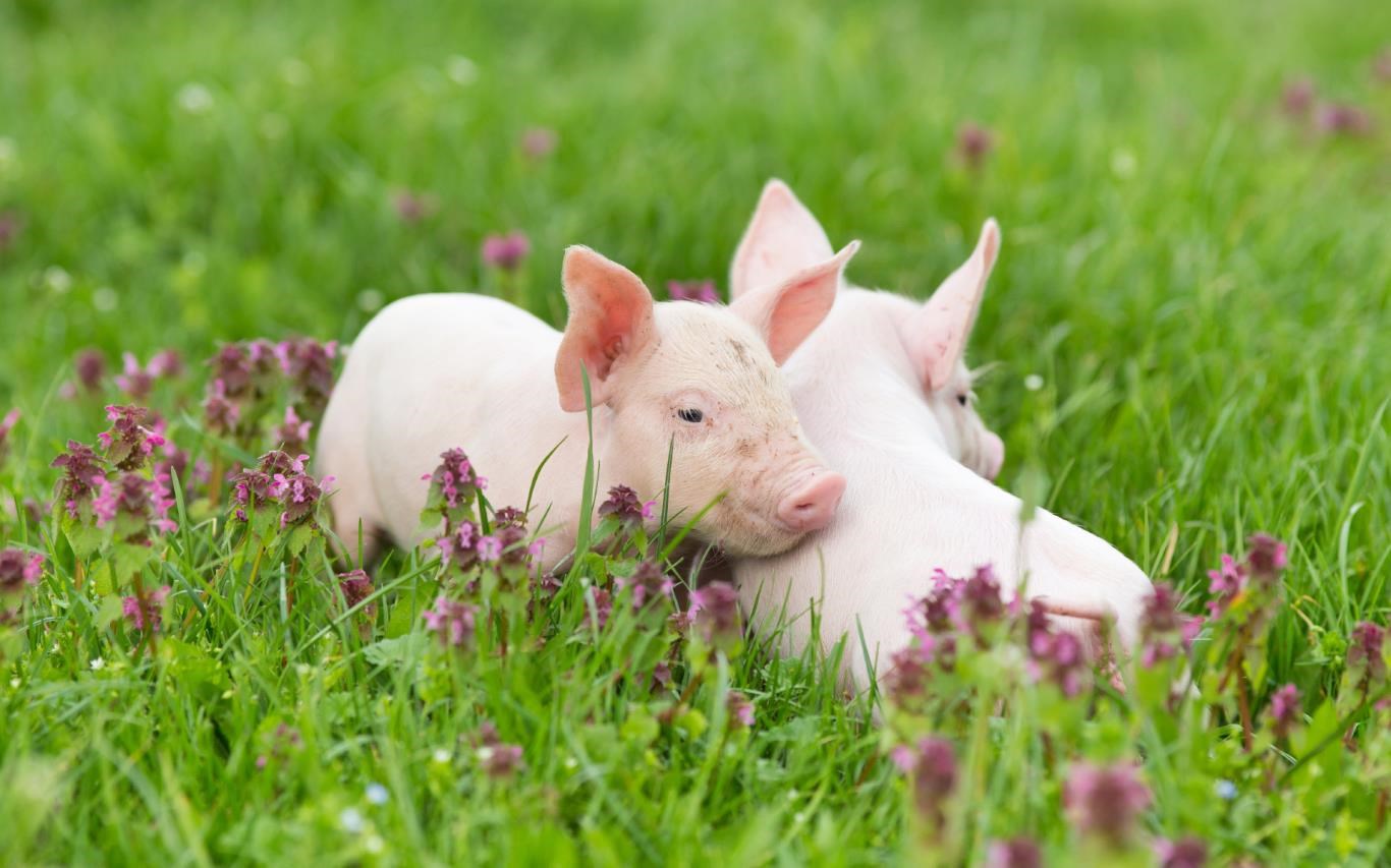 Captura de pantalla de Springtime Animals