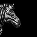 Animal Portraits